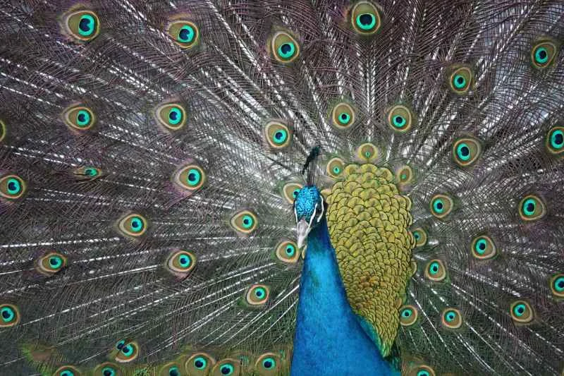 プルームネットワークがSEC規制対象のトランスファーエージェントとなり、オンチェーン証券化を加速